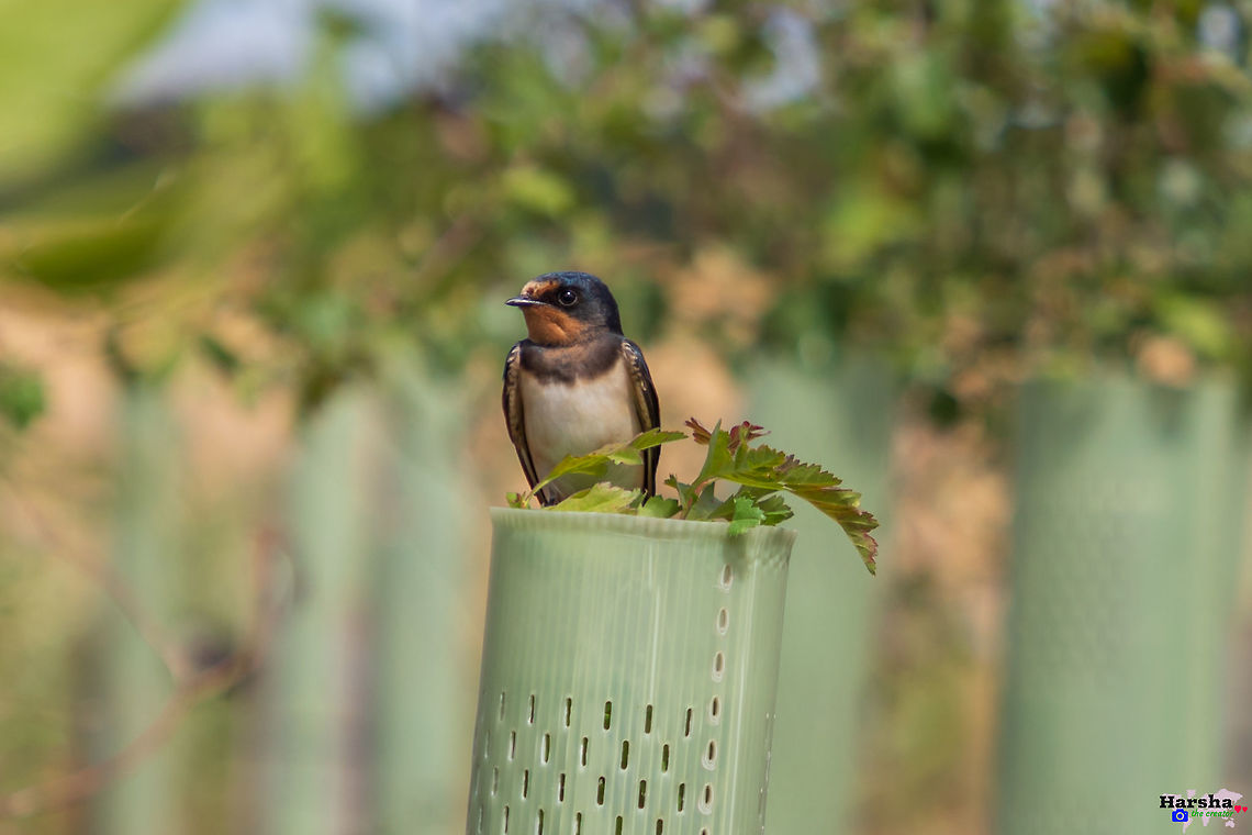 Barn Swallow Barn Swallow Barn Swallow,Geotagged,Hirundo rustica,Summer,United Kingdom