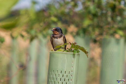 Barn Swallow Barn Swallow Barn Swallow,Geotagged,Hirundo rustica,Summer,United Kingdom