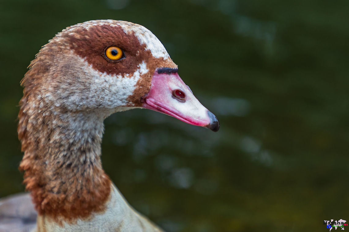 Egyptian Goose : Scientific name: Alopochen aegyptiaca Egyptian Goose : Scientific name: Alopochen aegyptiaca Alopochen aegyptiacus,Egyptian Goose,Geotagged,Summer,United Kingdom