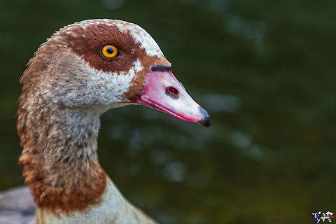 Egyptian Goose : Scientific name: Alopochen aegyptiaca Egyptian Goose : Scientific name: Alopochen aegyptiaca Alopochen aegyptiacus,Egyptian Goose,Geotagged,Summer,United Kingdom