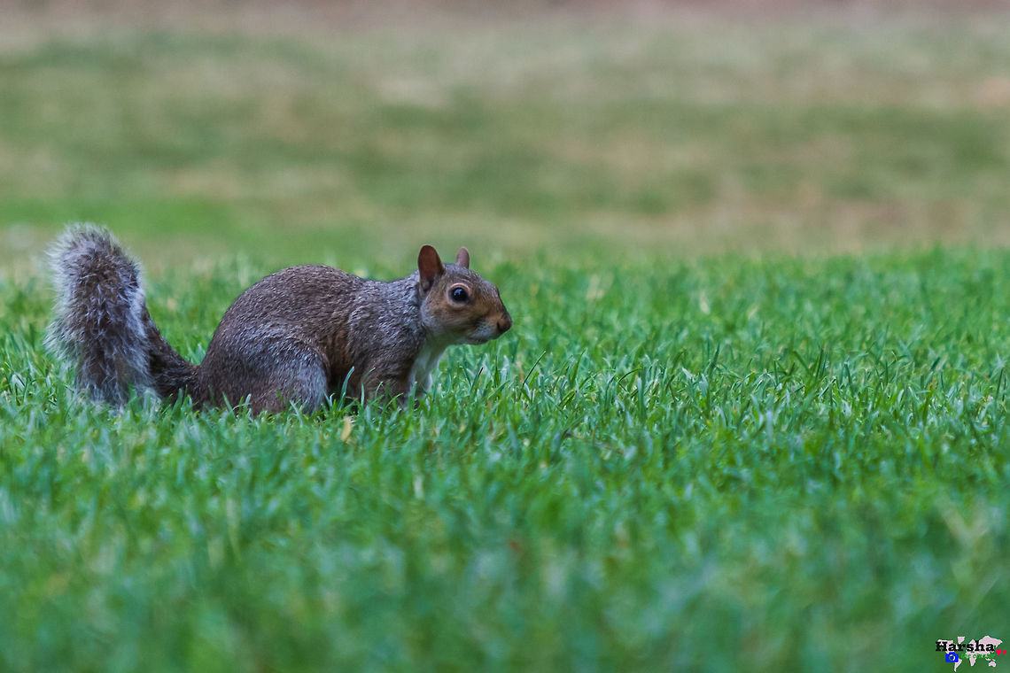 Eastern gray squirrel searching food Eastern gray squirrel searching food Eastern gray squirrel,Geotagged,Sciurus carolinensis,Summer,United Kingdom