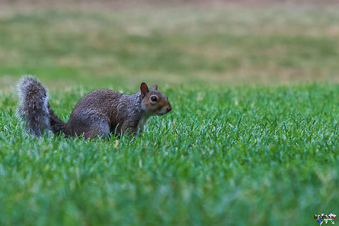 Eastern gray squirrel searching food Eastern gray squirrel searching food Eastern gray squirrel,Geotagged,Sciurus carolinensis,Summer,United Kingdom