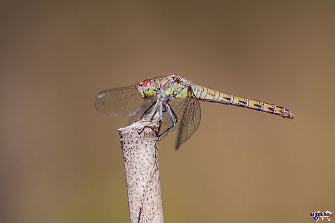 dragonfly :Scientific name: Anisoptera dragonfly :Scientific name: Anisoptera Common Darter,France,Geotagged,Summer,Sympetrum striolatum