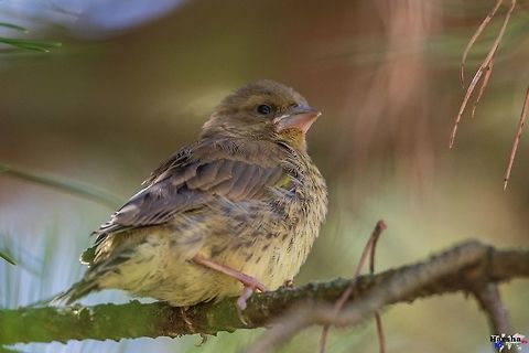 juvenile Greenfinch greenfinch chick Chloris chloris,European Greenfinch,France,Geotagged