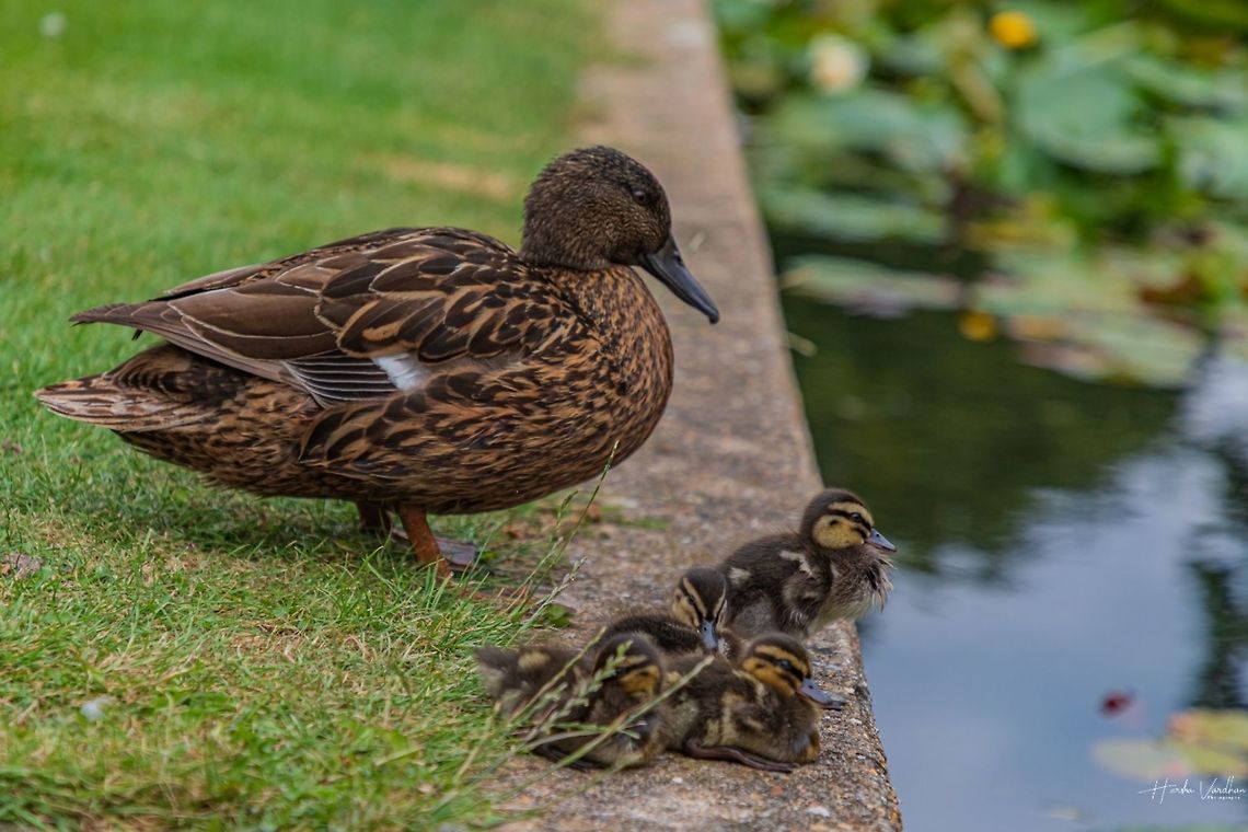Mallard chick Mallard chick  Anas platyrhynchos,Geotagged,Mallard,United Kingdom