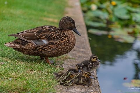 Mallard chick Mallard chick  Anas platyrhynchos,Geotagged,Mallard,United Kingdom