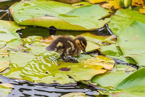 Mallard chick mallard chick searching for food in pond Anas platyrhynchos,Geotagged,Mallard,United Kingdom