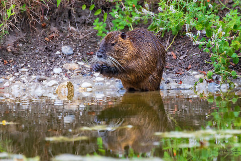 coypu coypu Coypu,France,Geotagged,Myocastor coypus,Summer