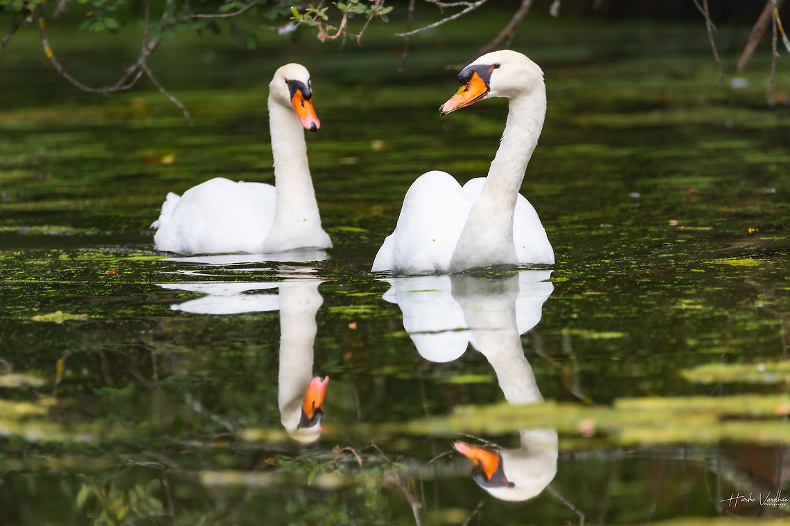 Mute swan Mute swan Cygnus olor,France,Geotagged,Mute swan,Summer
