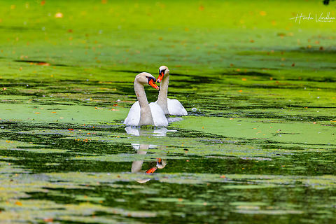 Mute swan Mute swan Cygnus olor,France,Geotagged,Mute swan,Summer