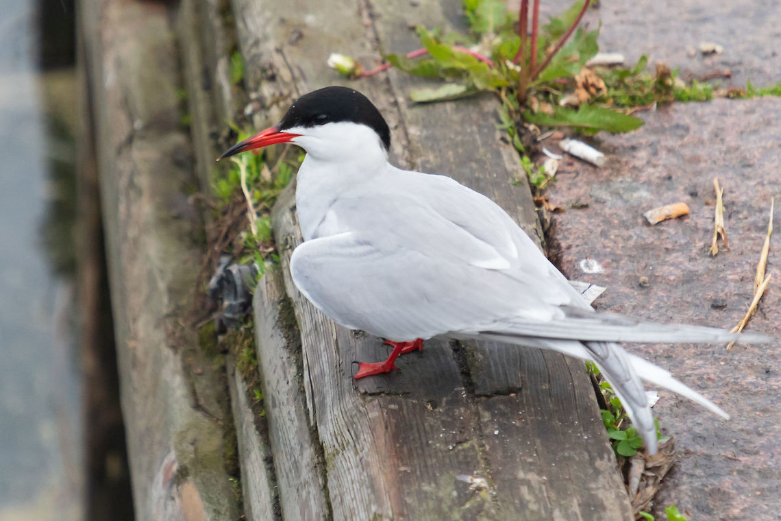 common tern Scientific name: Sterna hirundo common tern Scientific name: Sterna hirundo Arctic tern,Common Tern,Finland,Geotagged,Spring,Sterna hirundo,Sterna paradisaea