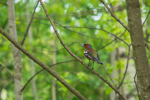 The Common chaffinch The Common chaffinch Common chaffinch,Finland,Fringilla coelebs,Geotagged,Spring