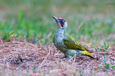 European green woodpecker European green woodpecker 
Scientific name: Picus viridis European Green Woodpecker,France,Geotagged,Picus viridis