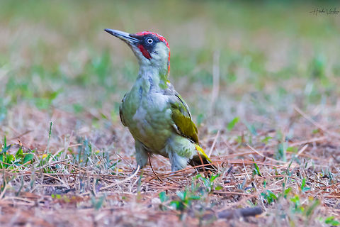 European green woodpecker European green woodpecker
Scientific name: Picus viridis European Green Woodpecker,France,Geotagged,Picus viridis,Summer