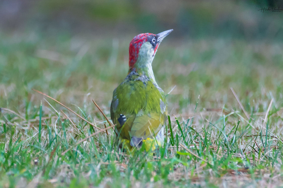 European green woodpecker Scientific name: Picus viridis European green woodpecker<br />
Scientific name: Picus viridis European Green Woodpecker,France,Geotagged,Picus viridis,Summer