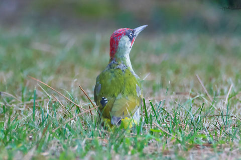 European green woodpecker Scientific name: Picus viridis European green woodpecker
Scientific name: Picus viridis European Green Woodpecker,France,Geotagged,Picus viridis,Summer