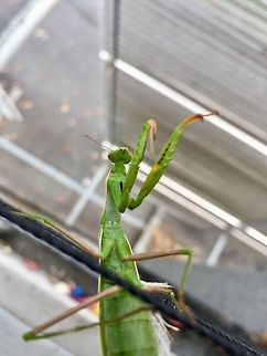 European mantis European mantis European Mantis,Fall,France,Geotagged,Mantis religiosa