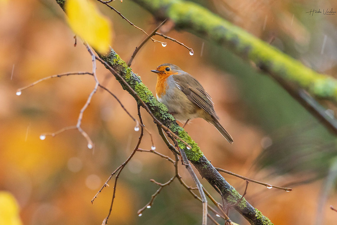 european robin european robin in rain searching for food<br />
 Erithacus rubecula,European Robin,Fall,France,Geotagged
