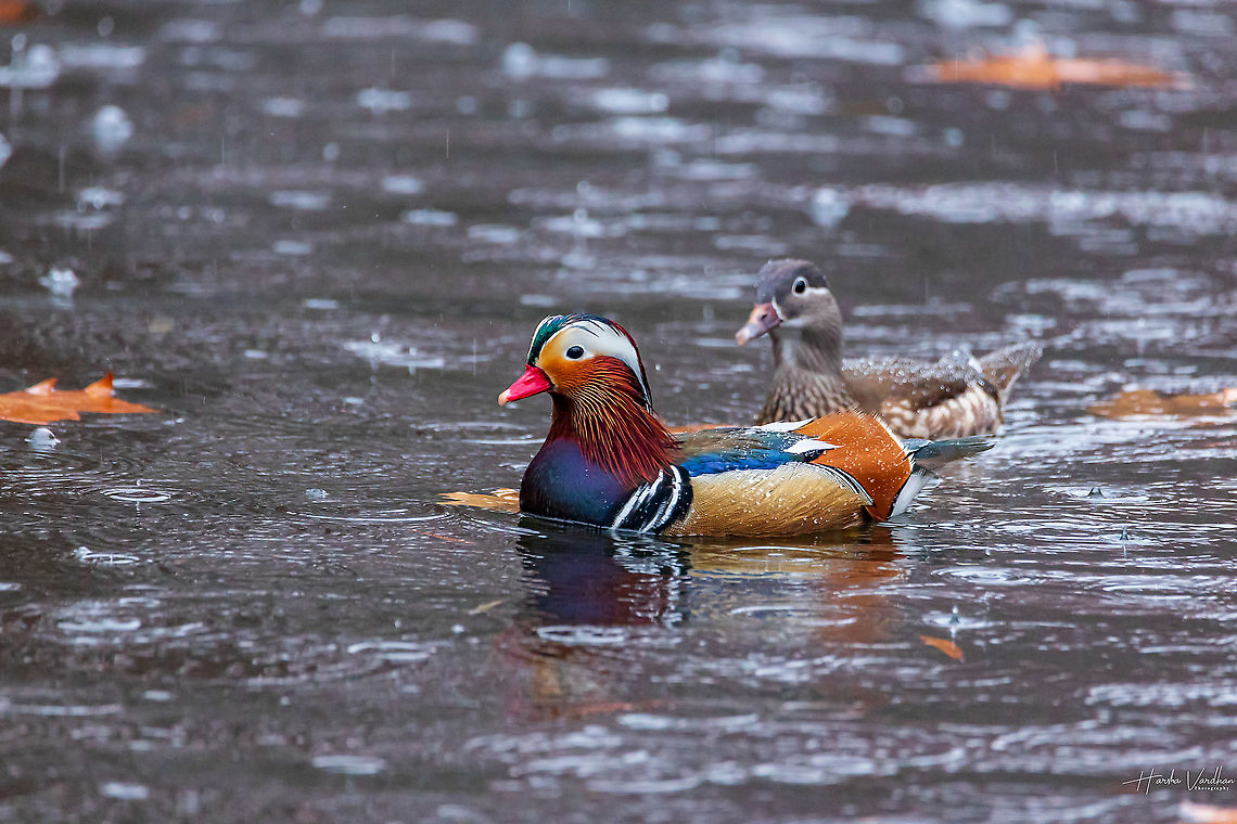 Male and female mandarin ducks searching for food in rain. Male and female mandarin ducks searching for food in rain.<br />
 Aix galericulata,Fall,France,Geotagged,Mandarin duck