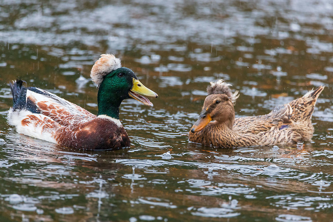 crested Mallard couple crested Mallard couple Anas platyrhynchos,Fall,France,Geotagged,Mallard