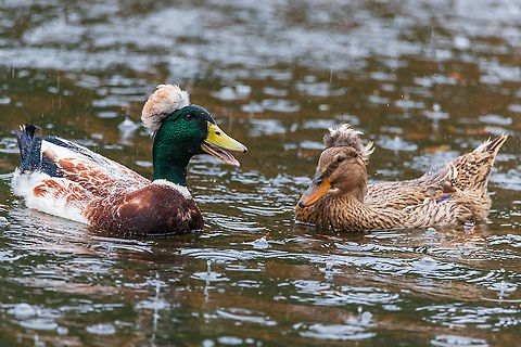 crested Mallard couple crested Mallard couple Anas platyrhynchos,Fall,France,Geotagged,Mallard
