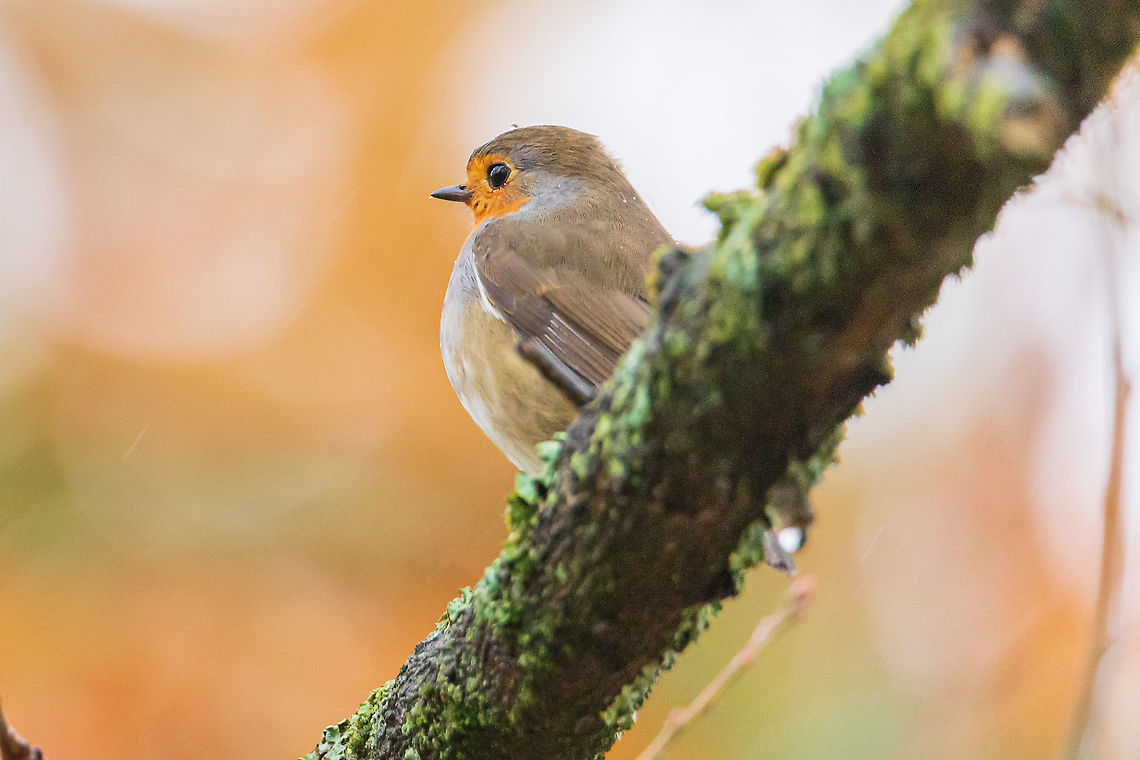 european_robin european robin in rain Erithacus rubecula,European Robin,Fall,France,Geotagged