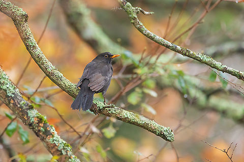 Common Blackbird - male - searching for food Common Blackbird - male - searching for food Common Blackbird,Fall,France,Geotagged,Turdus merula