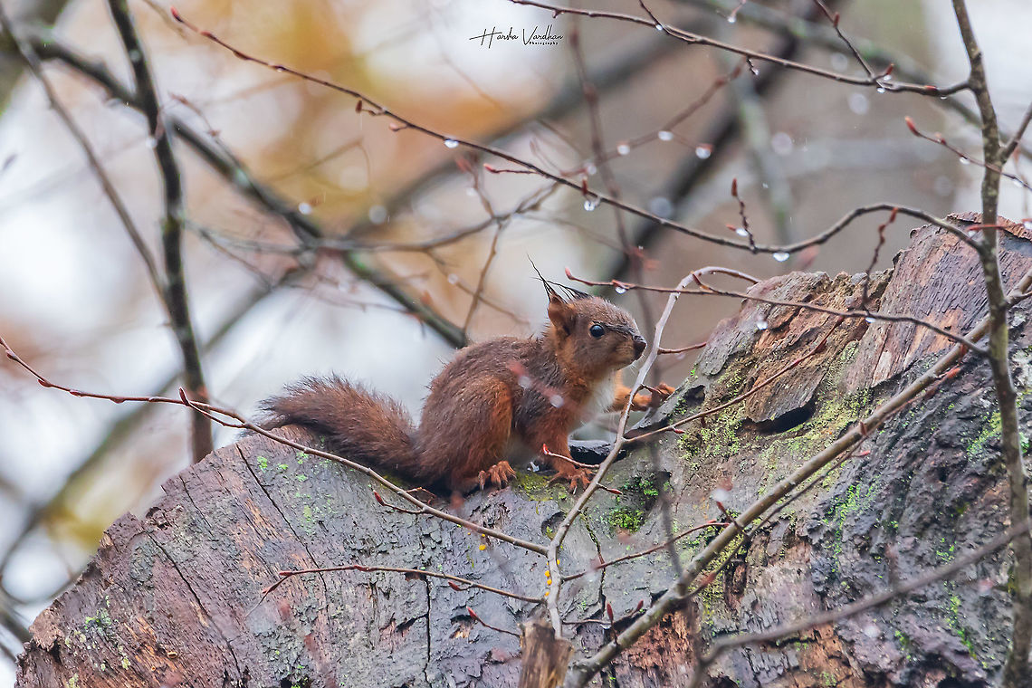 Red squirrel  in woods with fear eyes because dogs chasing it. Red squirrel  in woods with fear eyes because dogs chasing it.  Fall,France,Geotagged,Red squirrel,Sciurus vulgaris