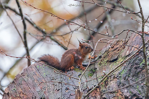 Red squirrel  in woods with fear eyes because dogs chasing it. Red squirrel  in woods with fear eyes because dogs chasing it.  Fall,France,Geotagged,Red squirrel,Sciurus vulgaris