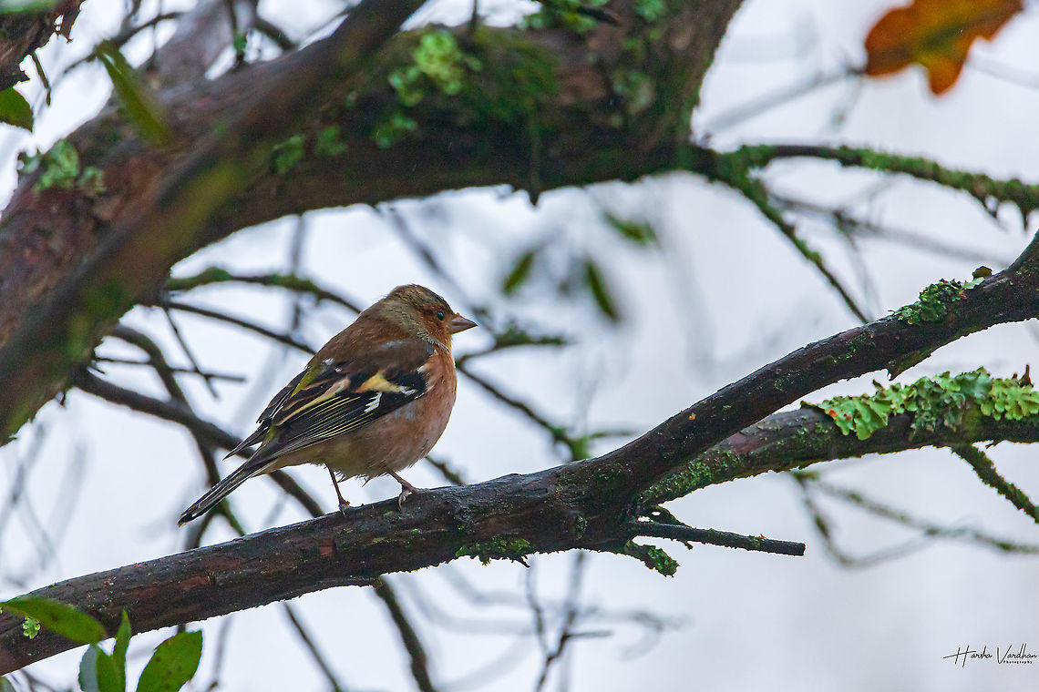 Common chaffinch  Common chaffinch,Fall,France,Fringilla coelebs,Geotagged