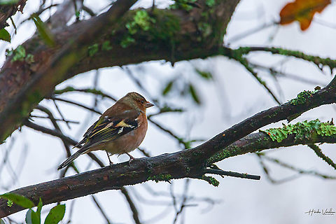 Common chaffinch  Common chaffinch,Fall,France,Fringilla coelebs,Geotagged