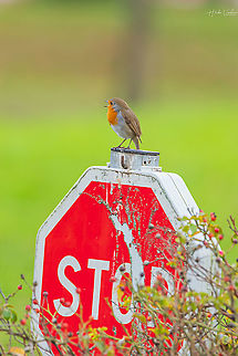 Stop Noise Pollution - enjoy nature’s soundtrack european Robin Stop Noise Pollution - enjoy nature’s soundtrack
european Robin Erithacus rubecula,European Robin,Fall,France,Geotagged