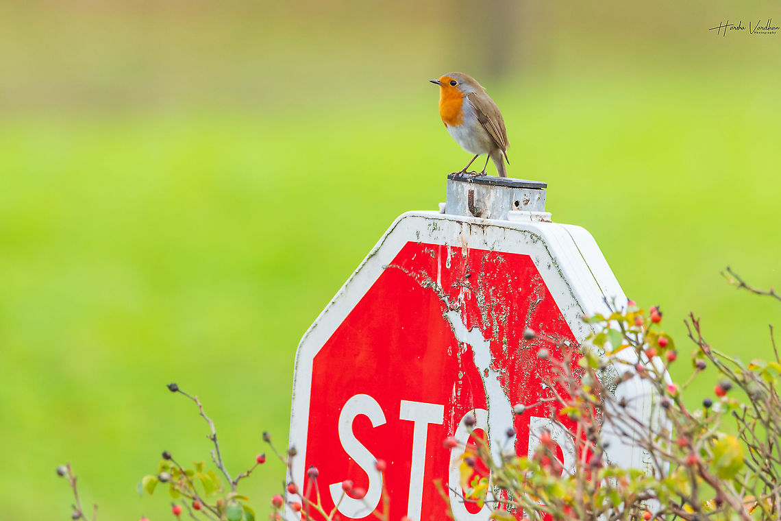 Stop Noise Pollution - enjoy nature’s soundtrack european Robin Stop Noise Pollution - enjoy nature&rsquo;s soundtrack<br />
european Robin Erithacus rubecula,European Robin,Fall,France,Geotagged