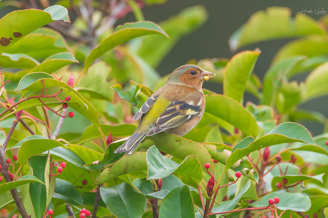 Common chaffinch enjoying food Common chaffinch enjoying food Common chaffinch,Fall,France,Fringilla coelebs,Geotagged
