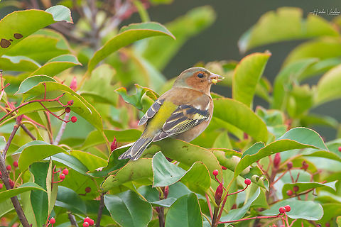 Common chaffinch enjoying food Common chaffinch enjoying food Common chaffinch,Fall,France,Fringilla coelebs,Geotagged