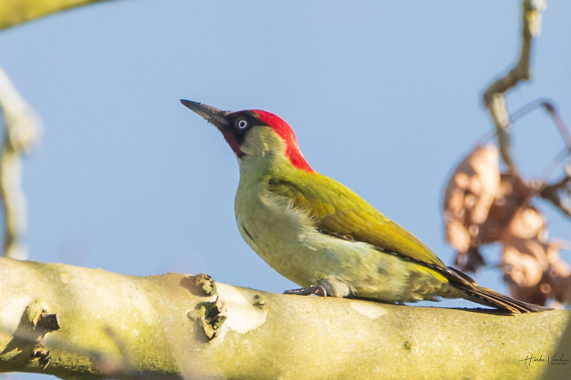 European Green Woodpecker European Green Woodpecker European Green Woodpecker,France,Geotagged,Picus viridis,Winter