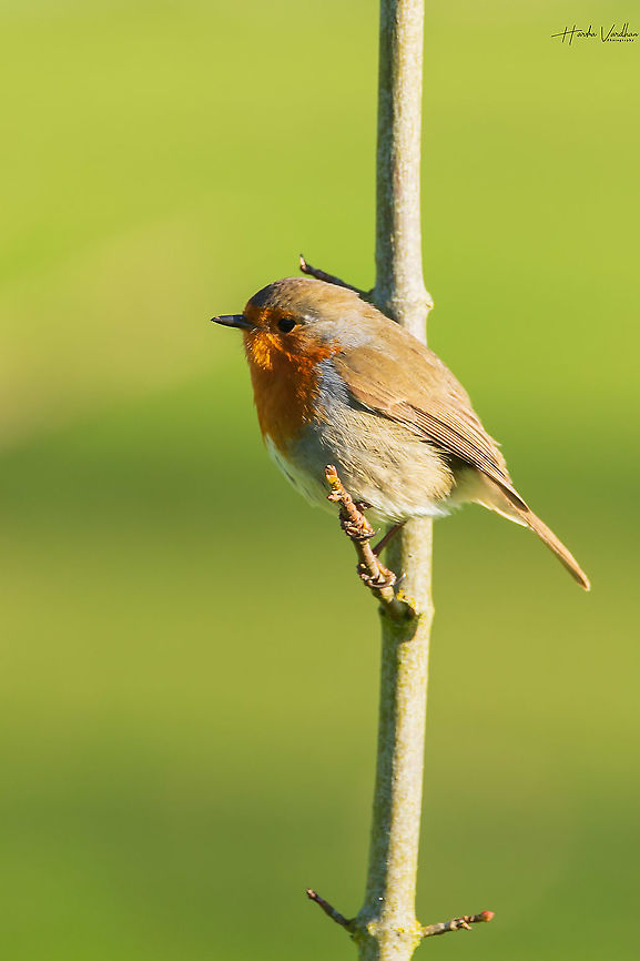 European Robin  Erithacus rubecula,European Robin,France,Geotagged,Winter