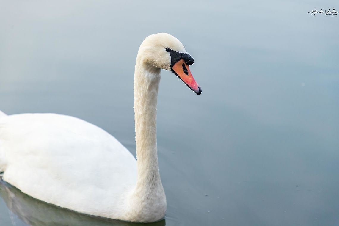 Mute swan  Cygnus olor,France,Geotagged,Mute swan,Winter