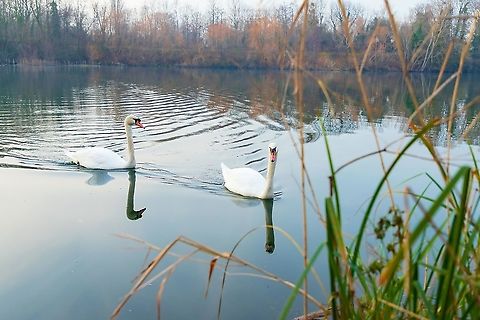 Swans in lake  Cygnus olor,France,Geotagged,Mute swan,Winter
