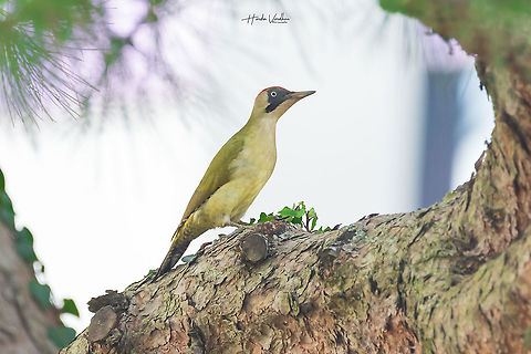 The European Green Woodpecker The European Green Woodpecker European Green Woodpecker,France,Geotagged,Picus viridis,Winter