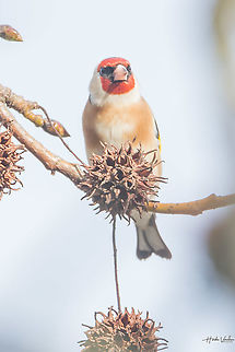 European goldfinch European goldfinch Carduelis carduelis,European goldfinch,France,Geotagged,Winter