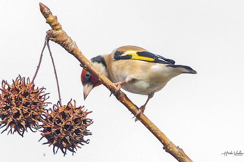 European goldfinch European goldfinch Carduelis carduelis,European goldfinch,France,Geotagged,Winter