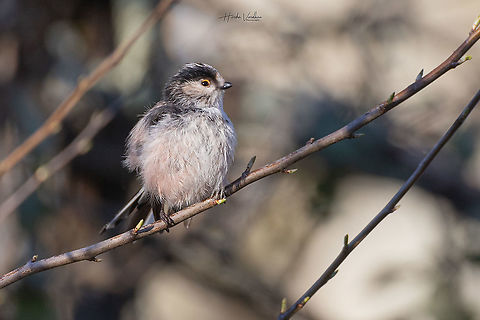 Long-tailed tit  Long-tailed tit Aegithalos caudatus,France,Geotagged,Long-tailed tit,Winter