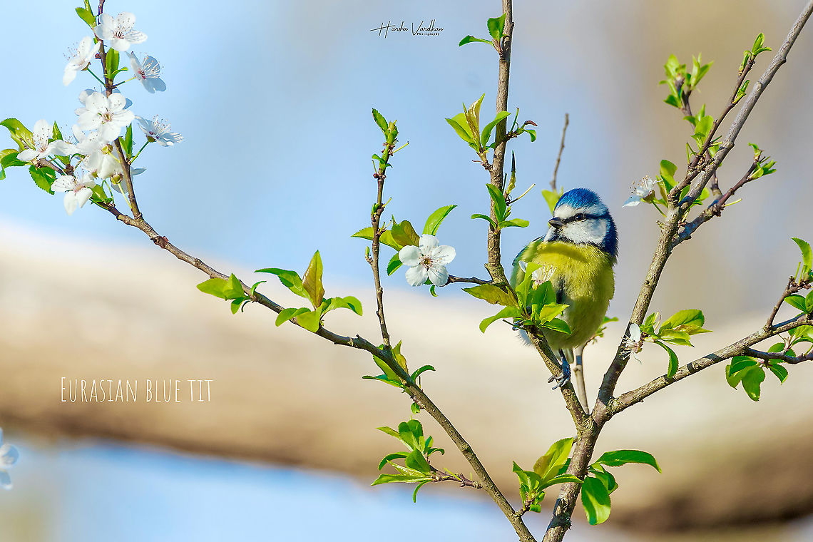 Eurasian_blue_tit_  Cyanistes caeruleus,Eurasian blue tit,France,Geotagged,Winter