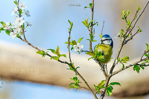Eurasian_blue_tit_  Cyanistes caeruleus,Eurasian blue tit,France,Geotagged,Winter