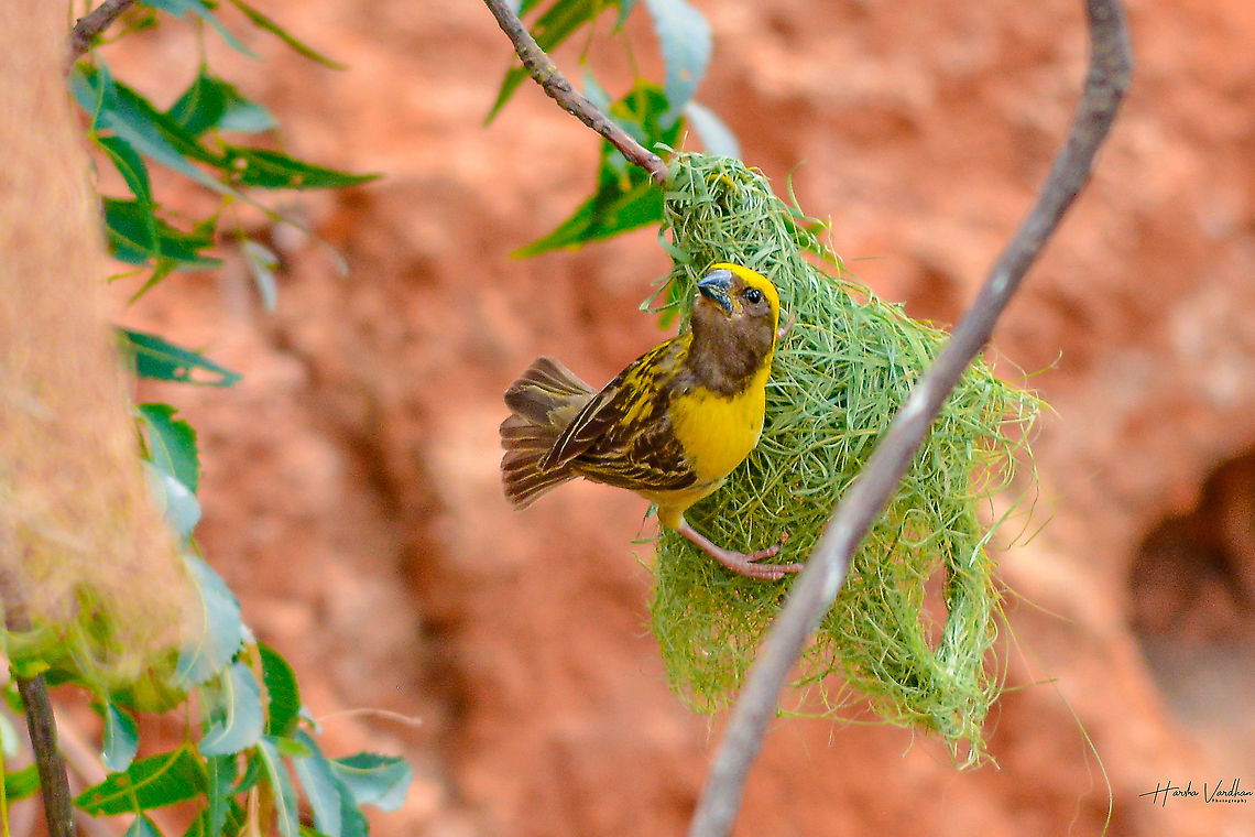 Baya weaver Baya weaver Baya Weaver,Geotagged,India,Ploceus philippinus,Summer