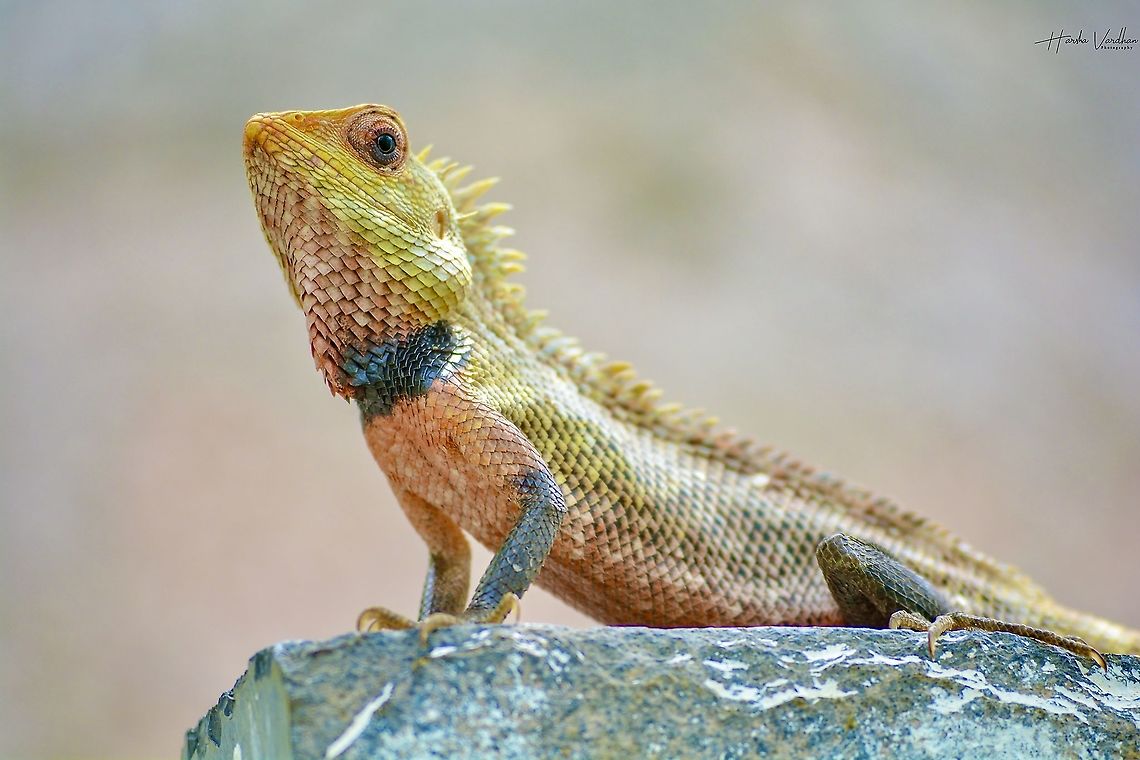 Oriental garden lizard Oriental garden lizard<br />
Scientific name: Calotes versicolor<br />
Class: Reptilia Calotes versicolor,Geotagged,India,Oriental Garden Lizard,Summer