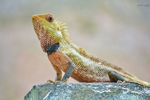 Oriental garden lizard Oriental garden lizard
Scientific name: Calotes versicolor
Class: Reptilia Calotes versicolor,Geotagged,India,Oriental Garden Lizard,Summer