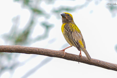 Baya Weaver Baya Weaver Baya Weaver,Geotagged,India,Ploceus philippinus,Summer
