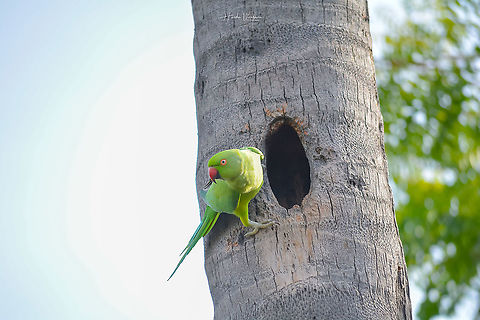 Rose-ringed parakeet Rose-ringed parakeet Geotagged,India,Psittacula krameri,Rose-ringed parakeet,Summer